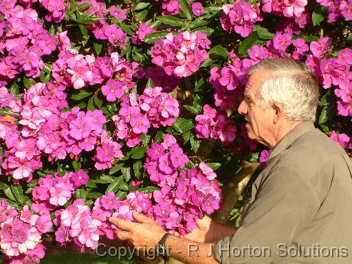 Tibouchina Alstonville Ken 